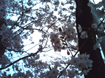 sakura.gif